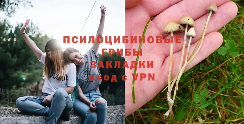 Псилоцибиновые грибы Cubensis Соликамск