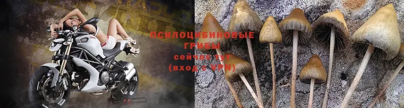 Псилоцибиновые грибы MAGIC MUSHROOMS  Соликамск 